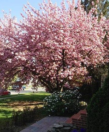 Just Beautiful - Welcome!!