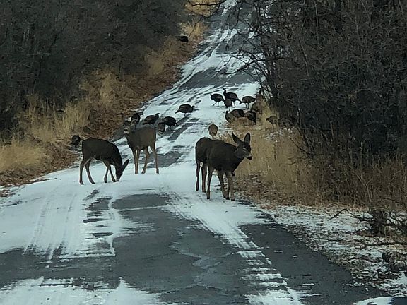 5th image of 541 S Left Fork Hobble Rd E