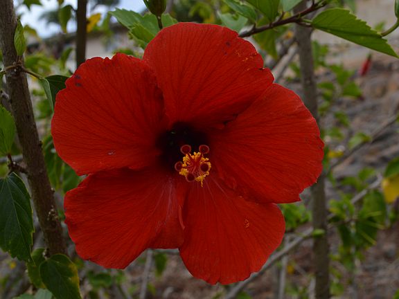 Hibiscus