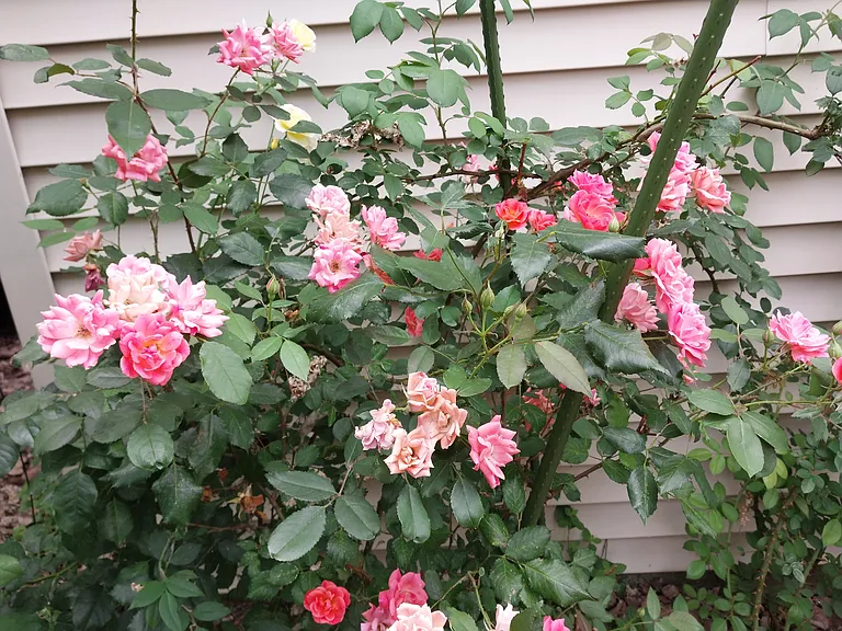 Climbing Roses