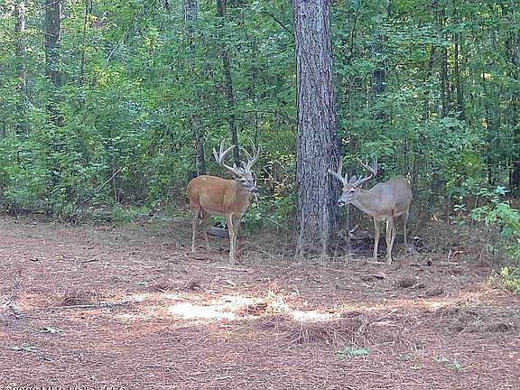 3rd image of 114 Pocahontas Rd
