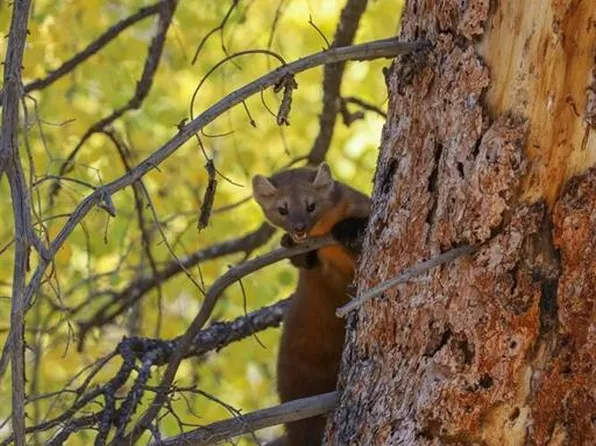 TBD Burro Mountain, Jasper, CO 81132
