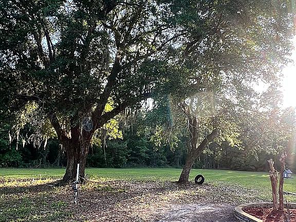 Huge Oak Trees