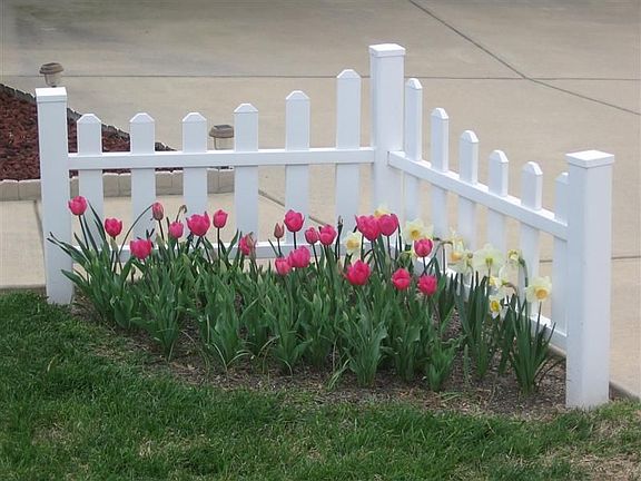 Tulips in Bloom
