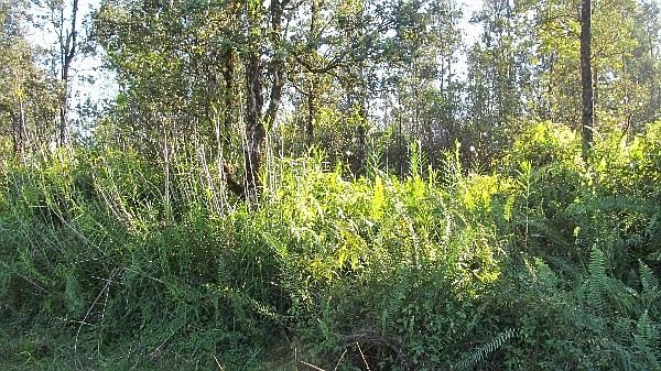 2nd image of Road 2 Lot 2772