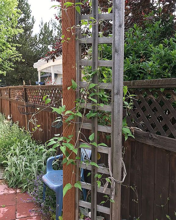 Side yard