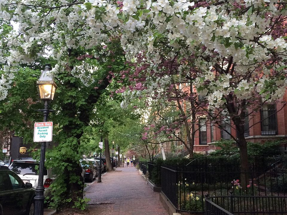 Beautiful, tree-lined Marlborough Street!