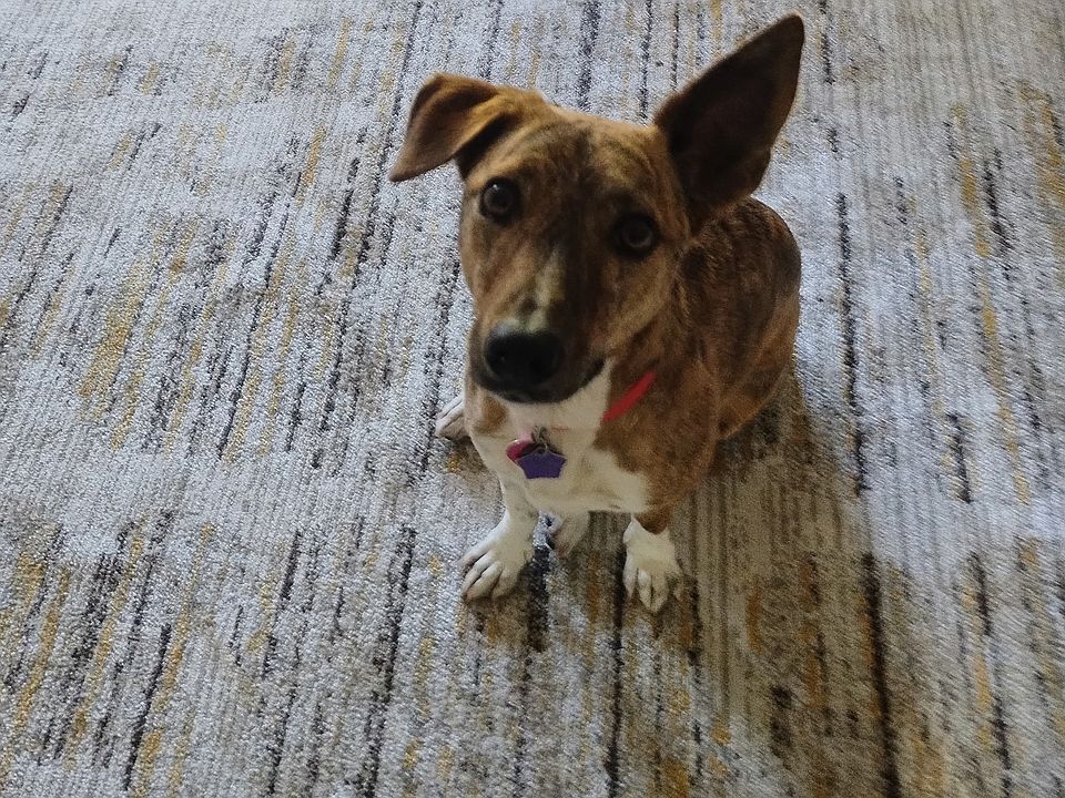 Pet Friendly!