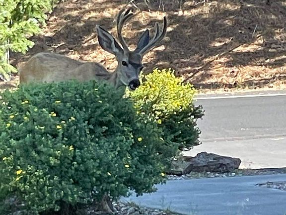 deer in yard
