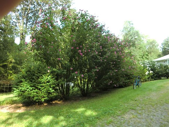 mature rose of sharons