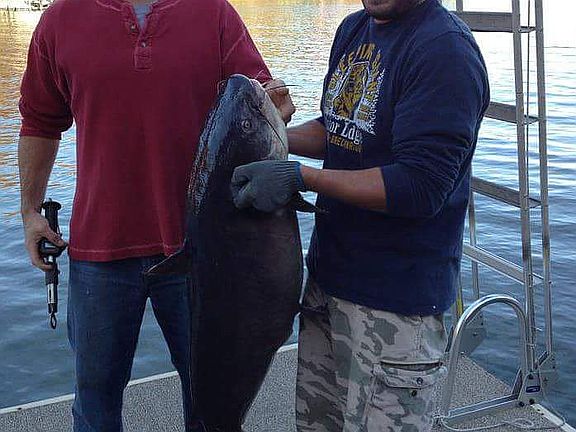 Monster Cat 47 lbs!