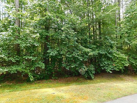 Lot view