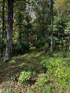 Rocky Branch Rd, Luray, VA, 22835