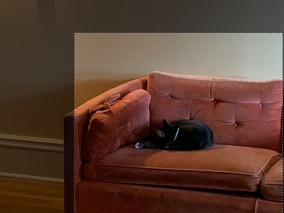 Two friendly kitties.