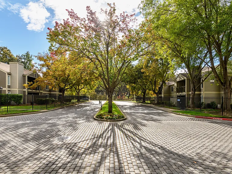 Tree Canopy Views