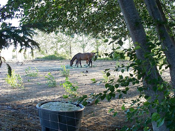 Shade for your horses