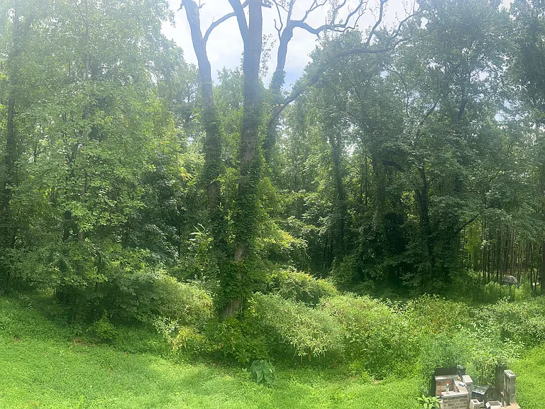 pano of back yard