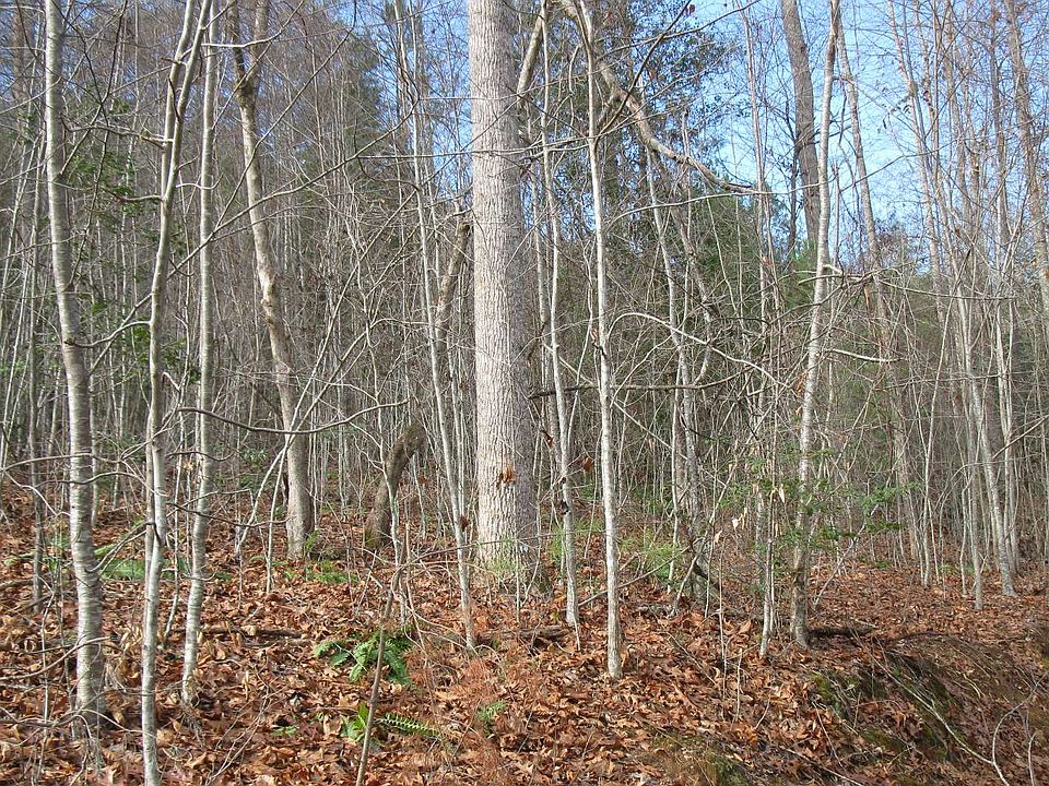 2nd image of 41-42 Possum Hollow Ln