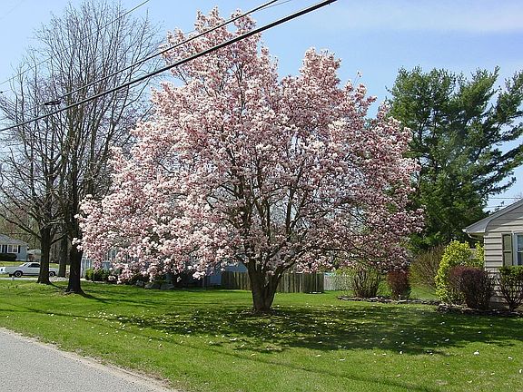 Front Yard Magnolia