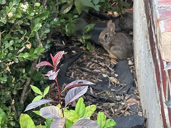 Even bunnies love it here!