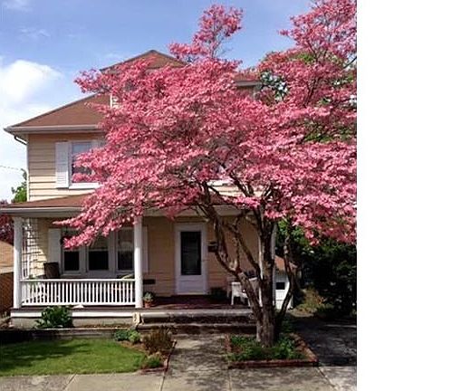 Spectacular flowering Dogwood and Cherry trees welcome Spring