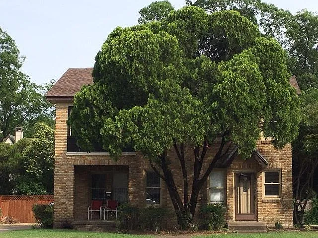 Landscaped front yard
