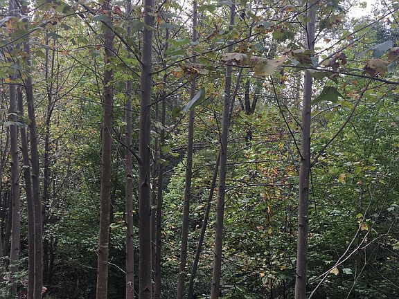 5th image of Arbor On Lake James #132