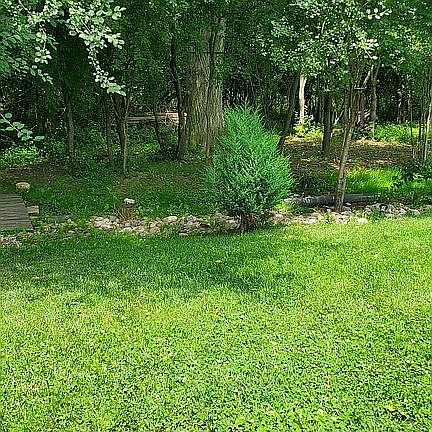 Wooded back yard