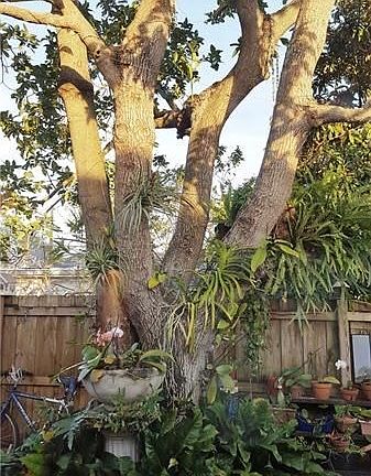 Fantastic 40yr old avocado tree...bearing fruit every year with plenty to share with your friends and family! Also...coconut pal