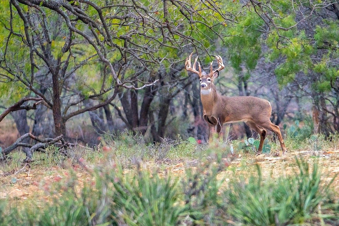 8247 Fm Road 502, Rochelle, TX 76872 MLS 20222291 Zillow