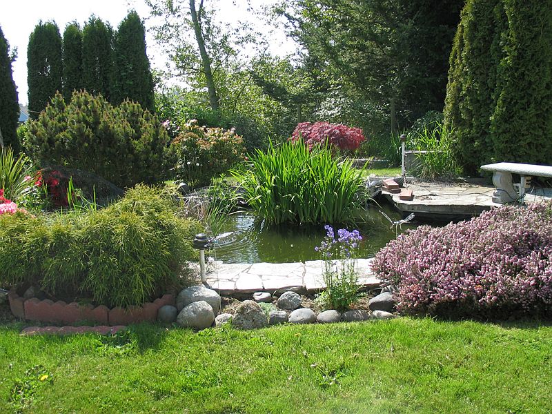 Pond