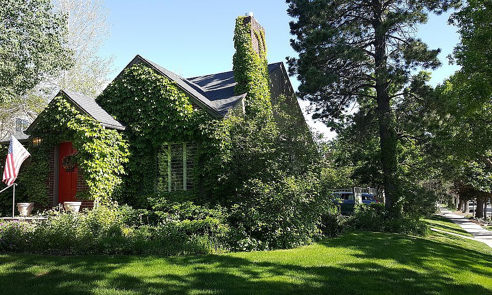Ivy spring/summer