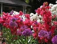 Flowers in Spring