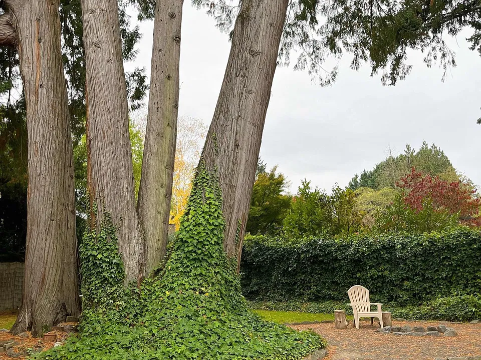 Huge park-like backyard oasis.