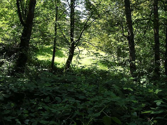 2 acre back yard