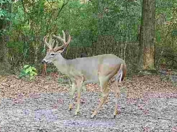 County Highway 183 N, Defuniak Springs, FL 32433