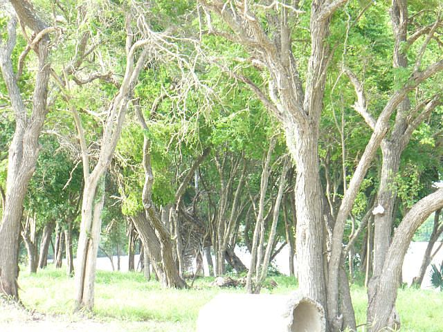 1st image of 5001 Indian Shr