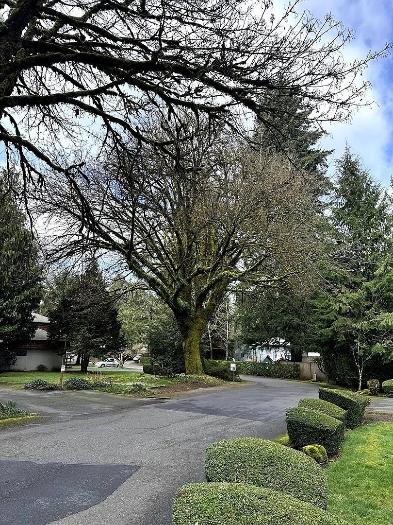 Charming Forest Escape 2BR House in Olympia — Photo 4