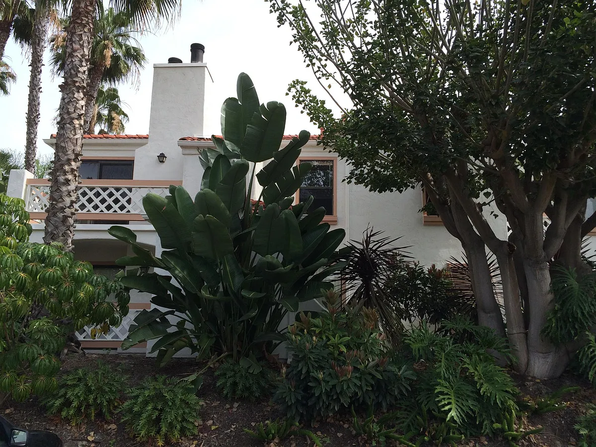 Trees offer privacy of our top floor unit - 9459 Fairgrove Ln #202
