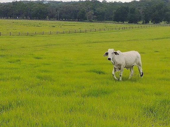 4th image of 8385 S Pleasant Grove Rd Lot A