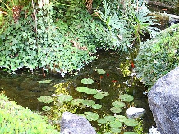 Pond with goldfish