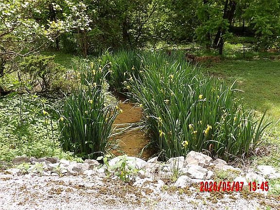 Stream w/Lillies Blooming