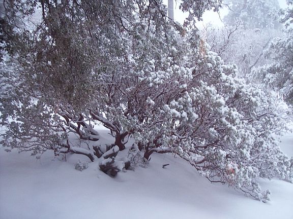manzanita facing front door
