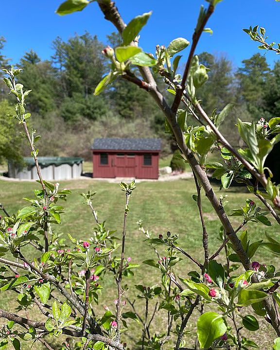 Above ground pool and shed 