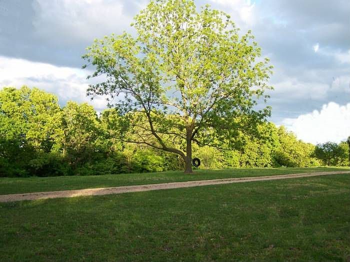 Big Oak & Our Tire Swing