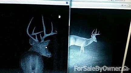 Food plot trail camera pictures
