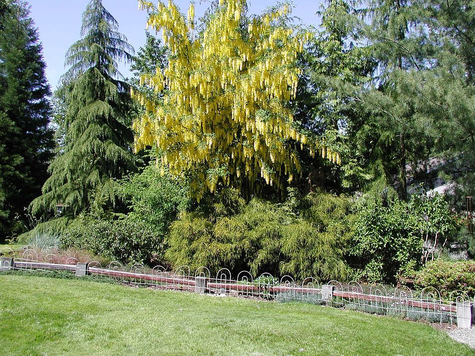 north portion of backyard