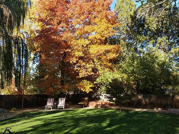 Pin Oak and Back Patio
