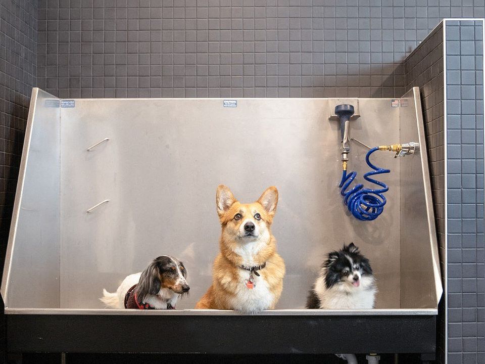 Pet-friendly homes with on-site pet spa and grooming room, because your furry friend deserves luxury too
