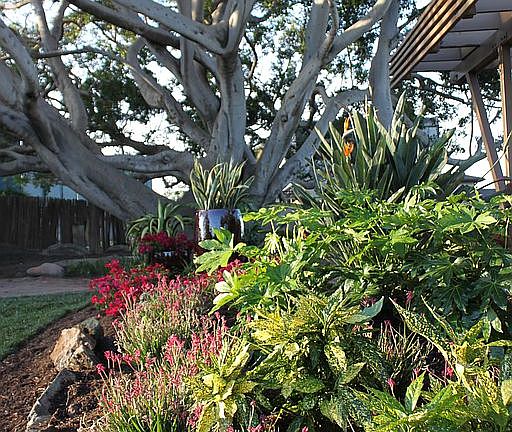 115 year old Ficus Fig Tree